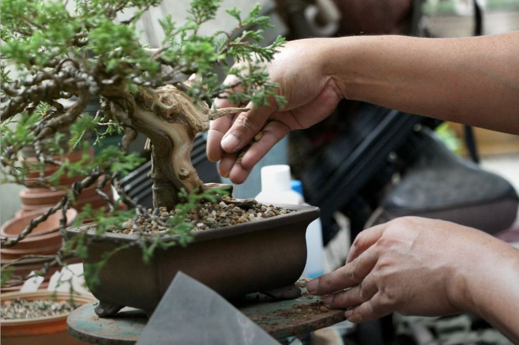 ilustrasi tanaman bonsai - KedaiKata 3.jpg